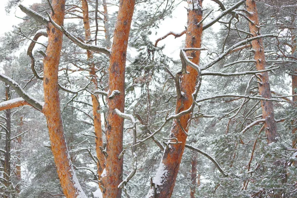 松の木の森の画像 — ストック写真