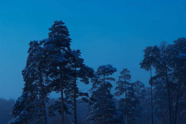 Nuit en forêt hivernale — Photo