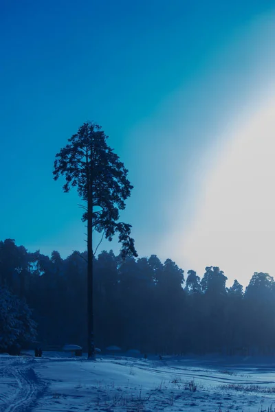 Notte nella foresta invernale — Foto Stock