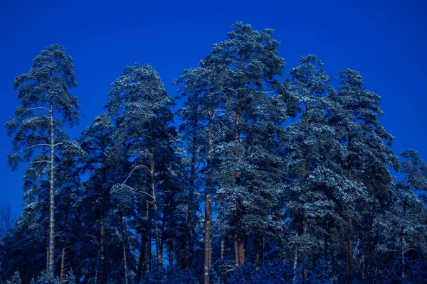 Nuit en forêt hivernale — Photo