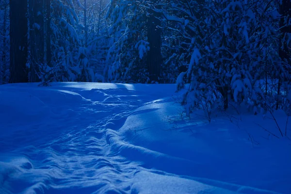 Notte nella foresta invernale — Foto Stock