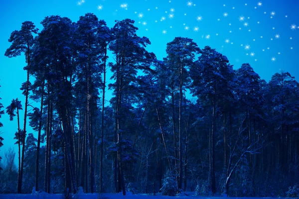 Kış ormanda gece — Stok fotoğraf