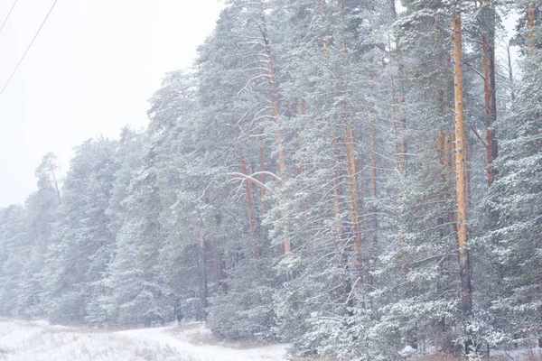 Paysage hivernal dans la forêt — Photo