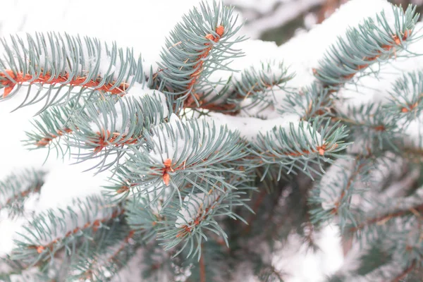 冬季背景，结霜松枝的特写 — 图库照片