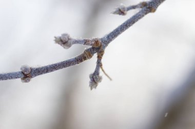 Kışın donmuş bitkiler