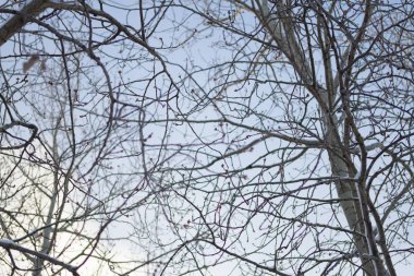 Kışın donmuş bitkiler