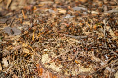 birlikte çalışan birçok karıncalar