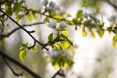 Ağaçtaki beyaz çiçekler