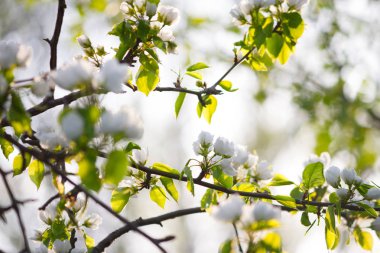 Ağaçtaki beyaz çiçekler