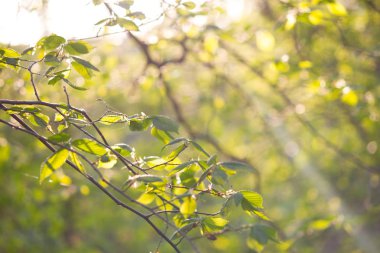 Ağaçtaki yeşil yapraklar