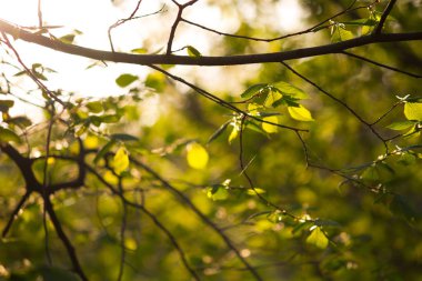 Ağaçtaki yeşil yapraklar