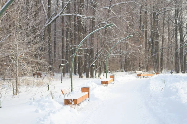 Χιονισμένα δέντρα και παγκάκια στο πάρκο της πόλης. — Φωτογραφία Αρχείου