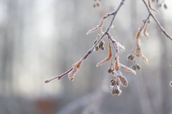 Zmrazené rostliny v zimě — Stock fotografie