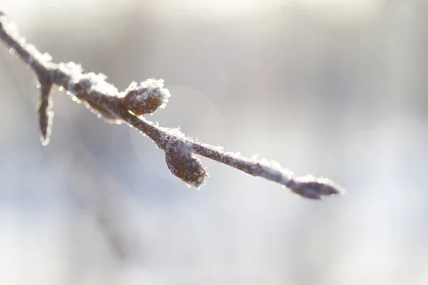 Frysta växter på vintern — Stockfoto