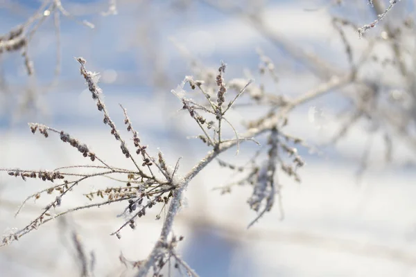 Plantes congelées en hiver — Photo