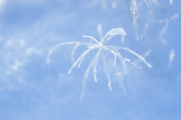 Plantes congelées en hiver — Photo
