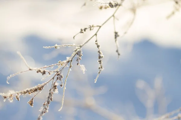 Plantes congelées en hiver — Photo