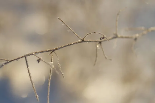 Plantes congelées en hiver — Photo