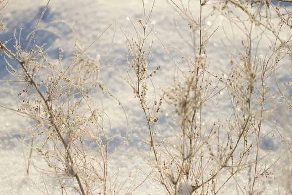 Plantes congelées en hiver — Photo
