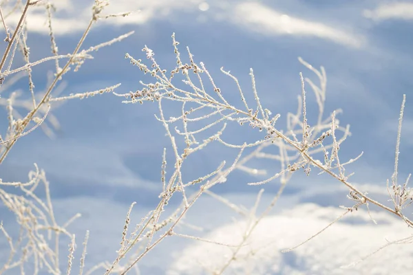 Piante congelate in inverno — Foto Stock