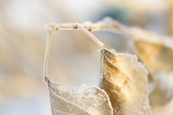 Plantes congelées en hiver — Photo