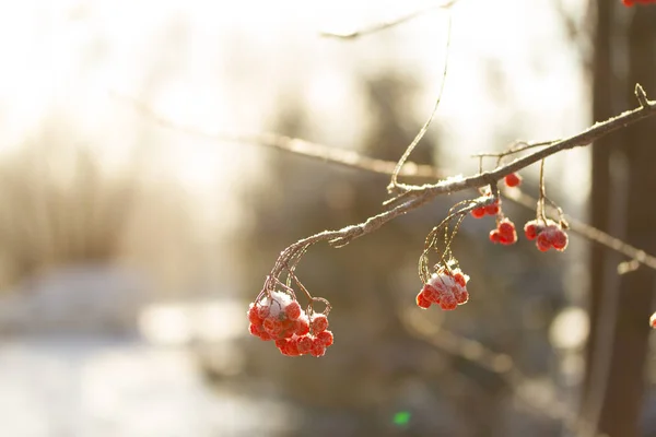 Baies rouges congelées sur un arbre — Photo