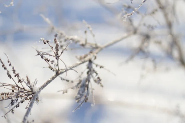 Plantes congelées en hiver — Photo