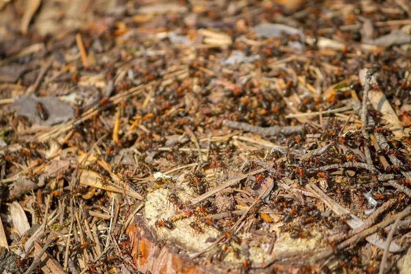 Muitas formigas trabalhando juntas — Fotografia de Stock