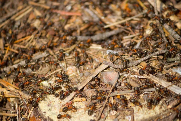 在一起工作的许多蚂蚁 — 图库照片