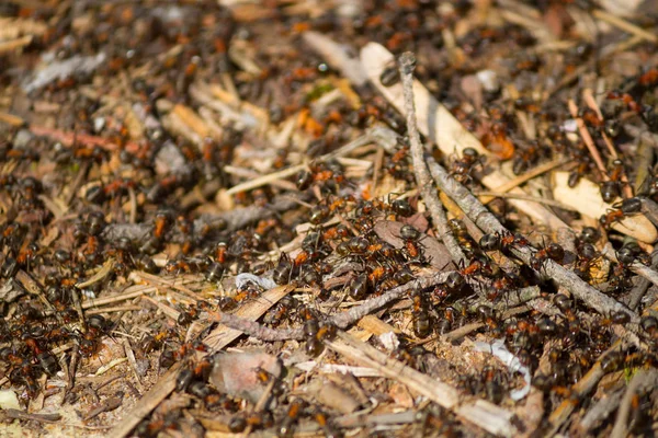 Muitas formigas trabalhando juntas — Fotografia de Stock