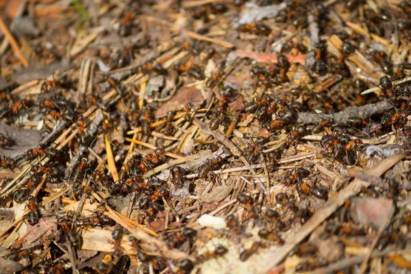 在一起工作的许多蚂蚁 — 图库照片