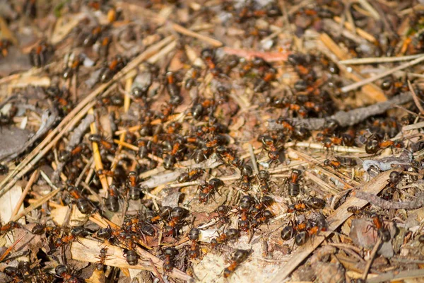 Muitas formigas trabalhando juntas — Fotografia de Stock