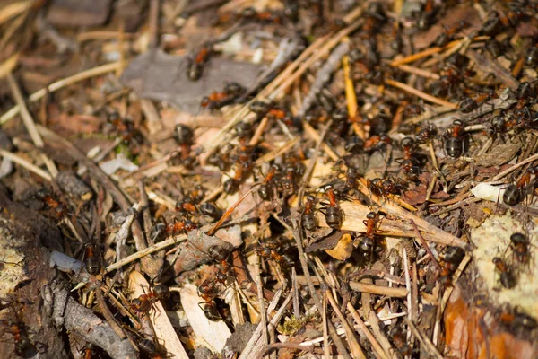 Muchas hormigas trabajando juntas — Foto de Stock