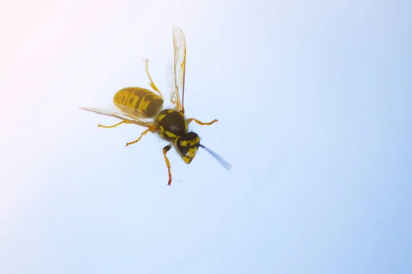 Пчела на окне — стоковое фото