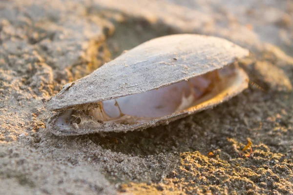 Coquille d'huître ouverte — Photo