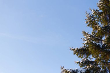 Kış arka plan, buzlu çam dalı yakın