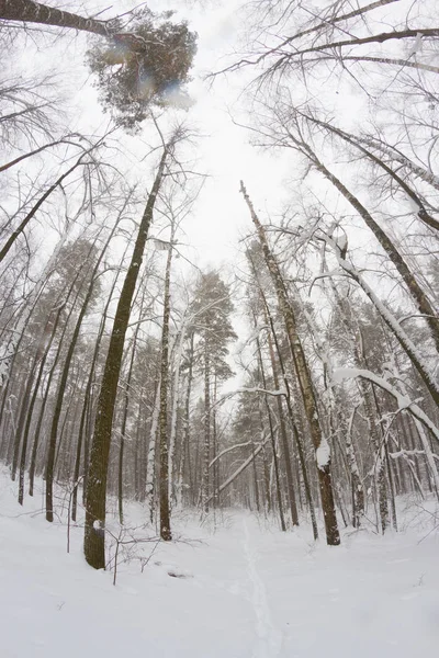 Forêt de pins — Photo