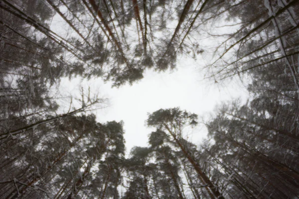 Fenyő erdő — Stock Fotó