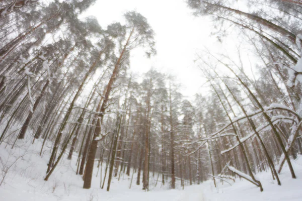 Forêt de pins — Photo