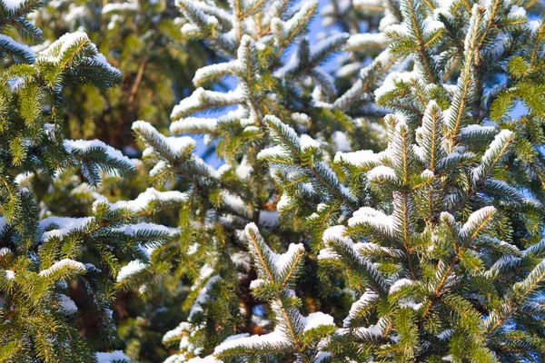 冬の背景、曇った松の枝のクローズアップ — ストック写真