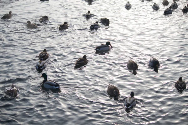 Птахи на зимовому озері — стокове фото