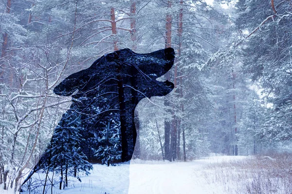 겨울 숲의 늑대 실루엣 — 스톡 사진