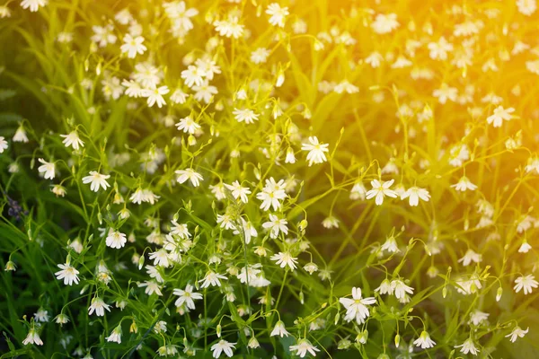 Białe kwiaty dziko w lesie — Zdjęcie stockowe