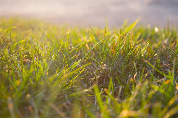 Field with bread — Stock Photo, Image