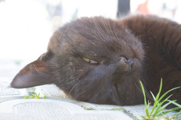 Süße schwarze Katze — Stockfoto