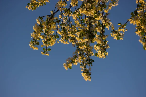 Flores brancas na primavera — Fotografia de Stock