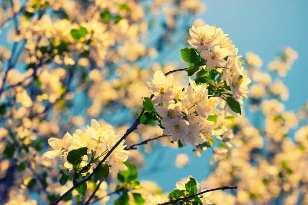 White flowers in spring — Stock Photo, Image