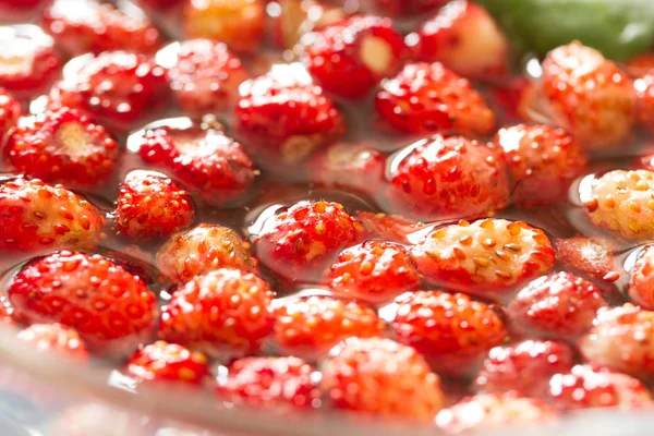 Збираємо свіжу червону дику полуницю — стокове фото