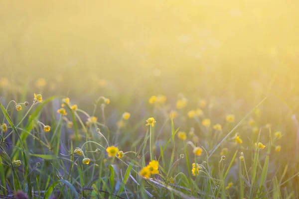 Żółte kwiaty wiosną — Zdjęcie stockowe