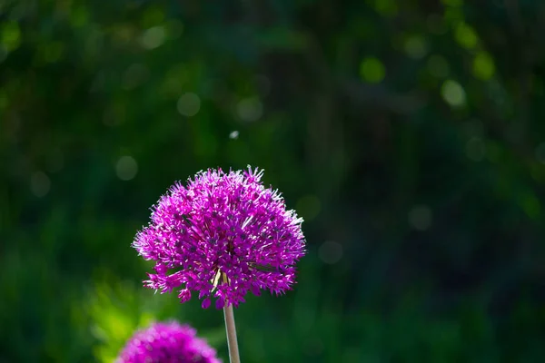 Violet color flowers — Stock Photo, Image